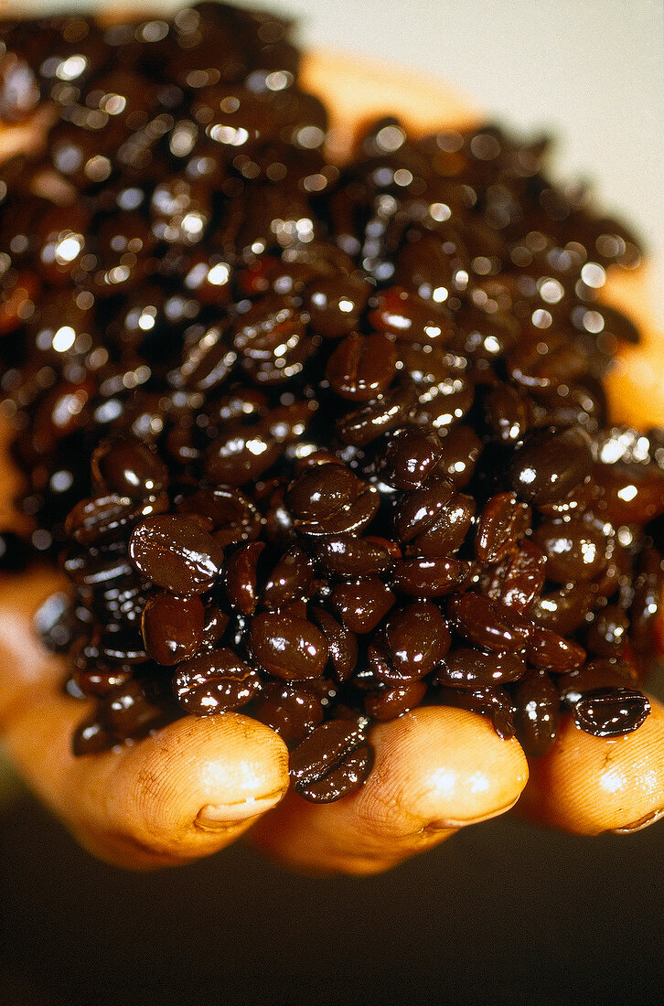 Close-up of Arabica coffee beans in hand