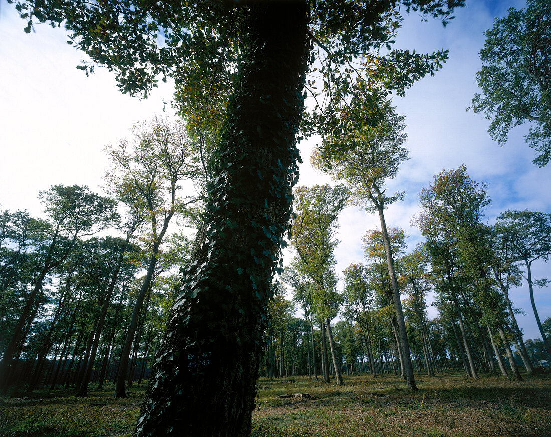 Oak forest of Troncais in France