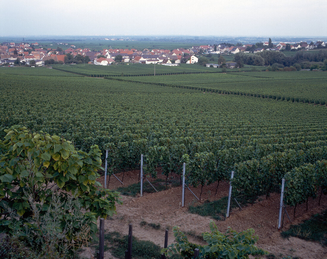 Vineyard on the German wine route at Palatinate