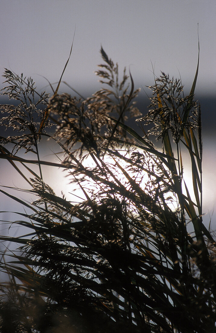 Close-up of bush at Lake Neusiedl