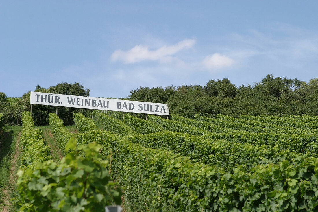 Thüringer Weingut Bad Sulza Thueringer Weingut Bad Sulza Weingut mit Ferienwohnung in Bad Sulza Saale-Unstrut