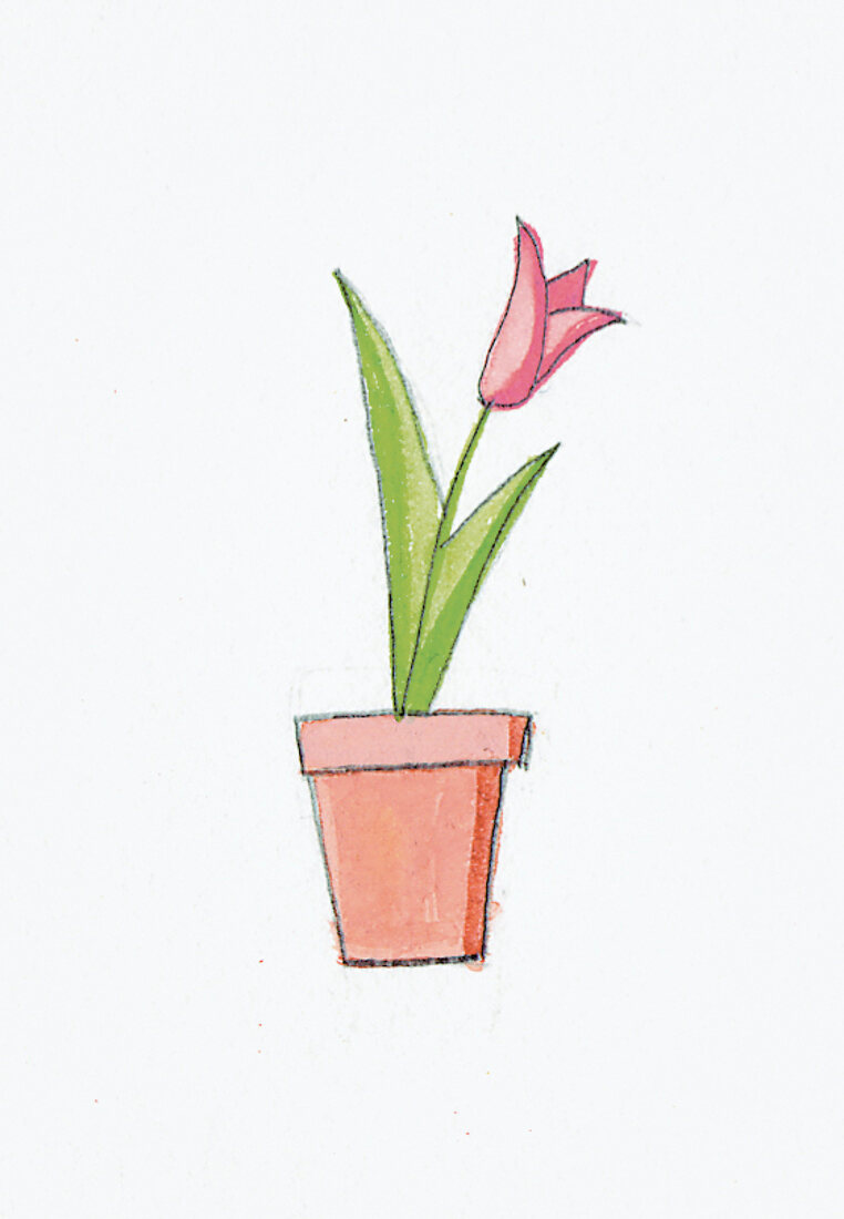 Illustration zum Thema Garten Blume, Tulpe