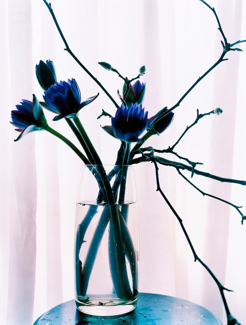 Close-up of water lily magnolia branches in glass vase