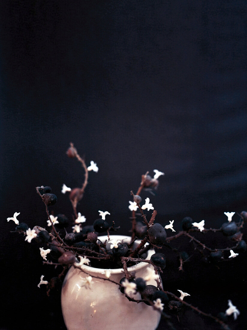 Hyacinth flowers on acacia thorns in vase against black background