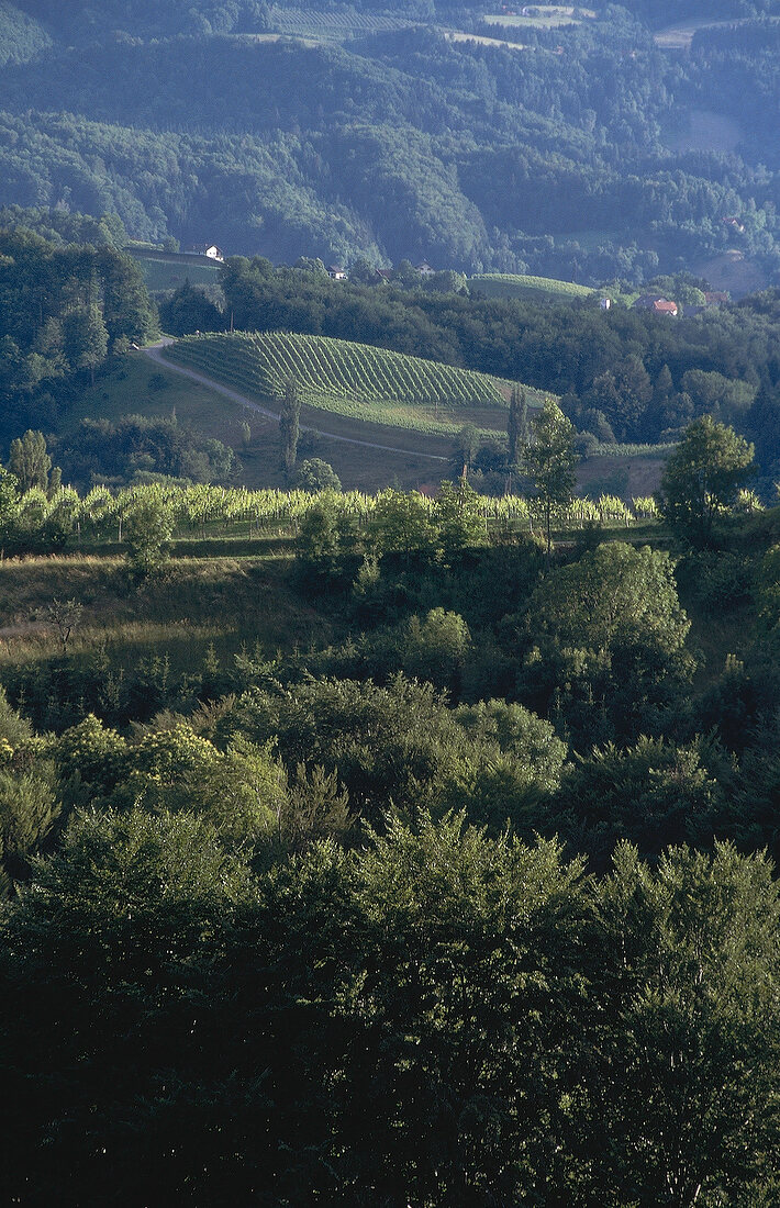 View of hills with lush in Styria, Austria