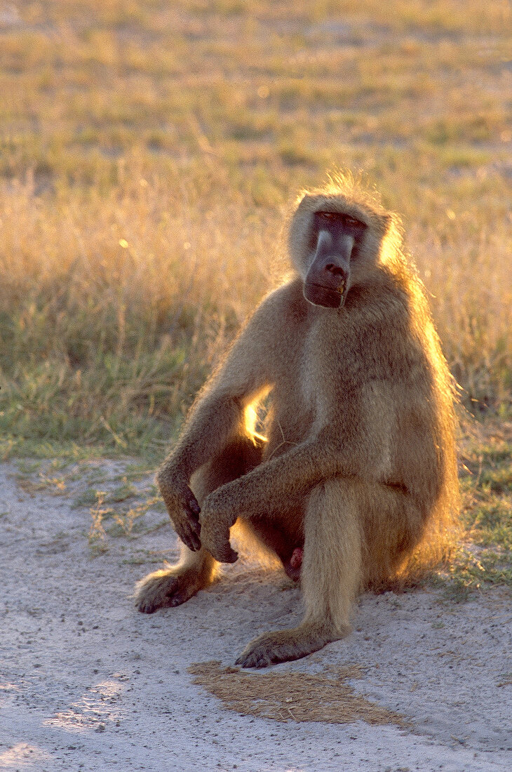 Baboon on roadside in Africa