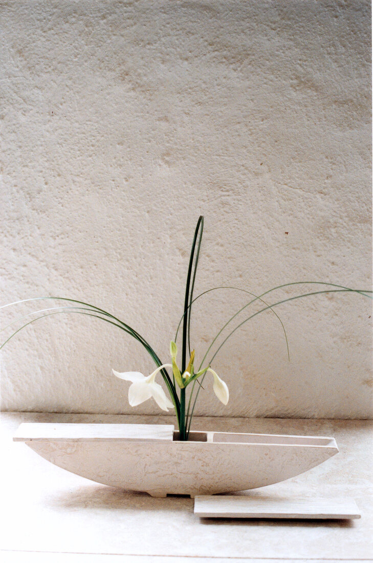 weiße Blumenvase mit Eucharis 
