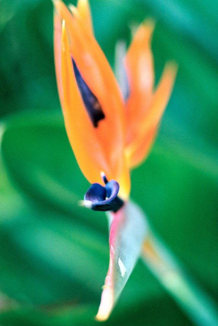 Close-up of Blooming Bird of Paradise