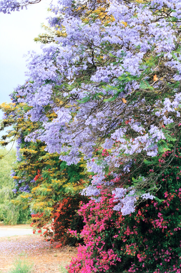Violett blühende Jakaranda-Bäume in Worcester, Südafrika