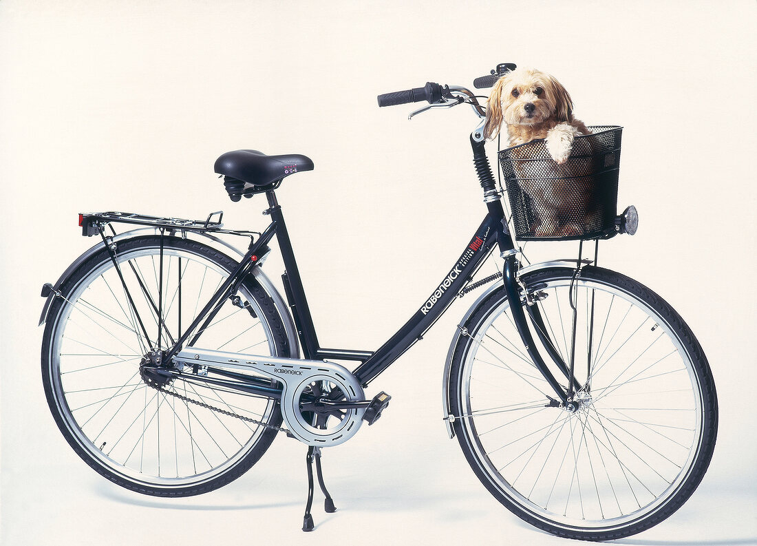 Tourenrad mit kleinem Hund im Fahrradkorb vorn am Lenker