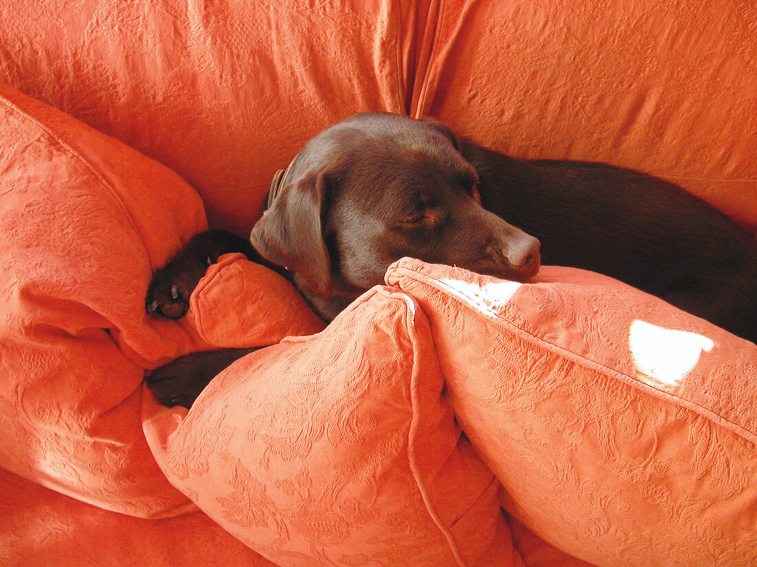 Brauner Hund kuschelt sich in Kissen auf orangefarbenem Sofa