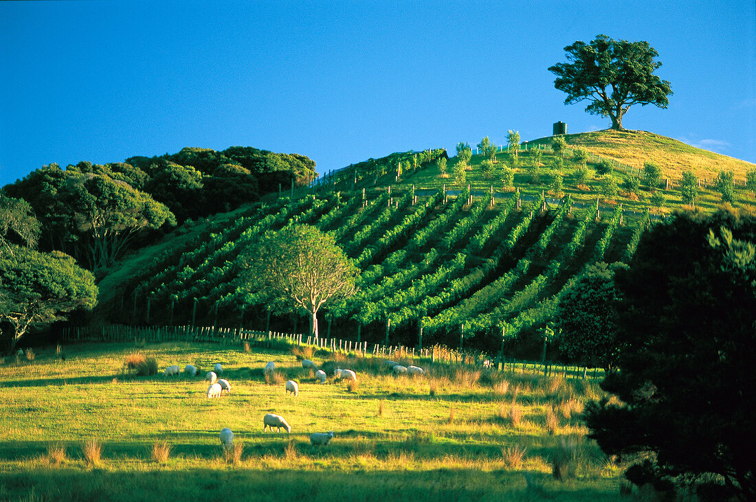 Flock of sheep grazing on pasture against hill and wines