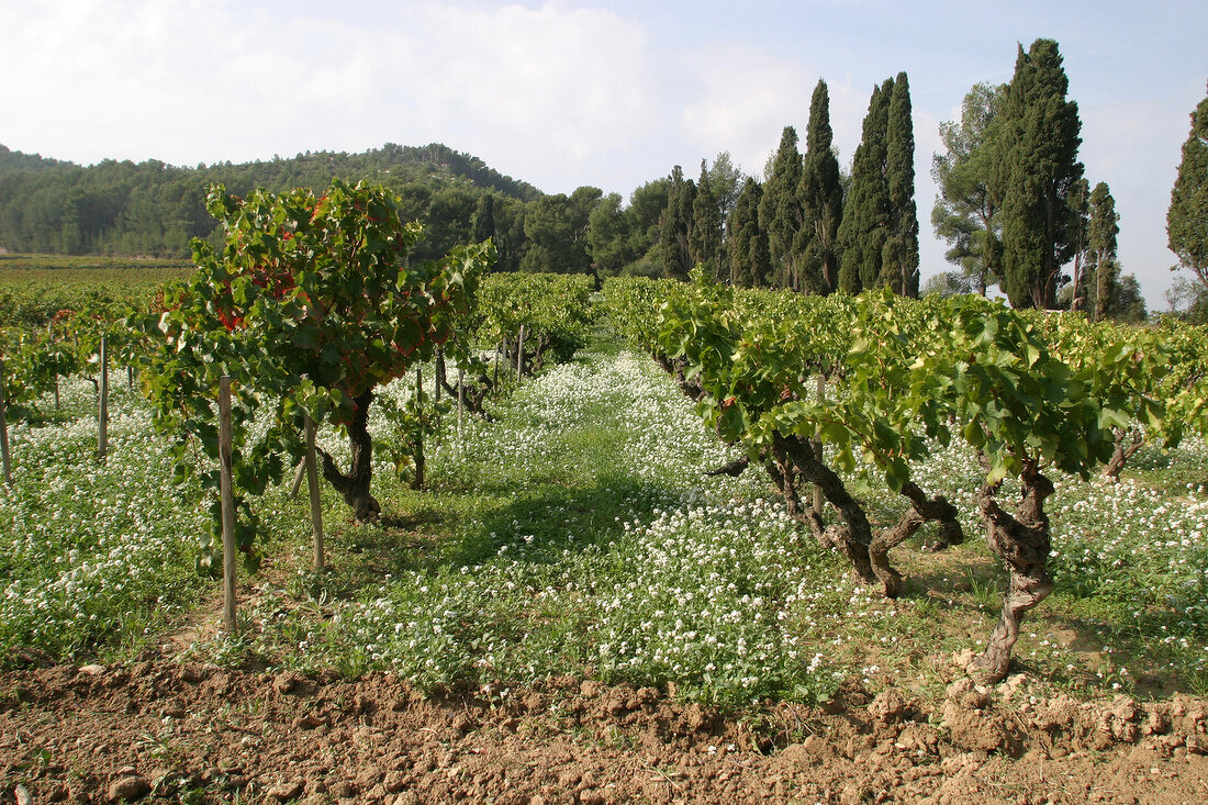 Château des Baumelles Château des Baumelles Weingut in Saint-Cyr-sur-Mer Saint Cyr sur Mer