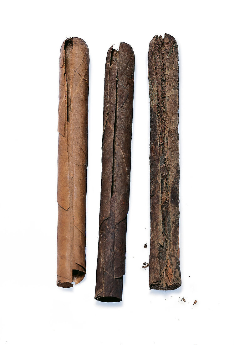 Drei Longfiller-Zigarren, gerollt aus ganzen Tabakblättern
