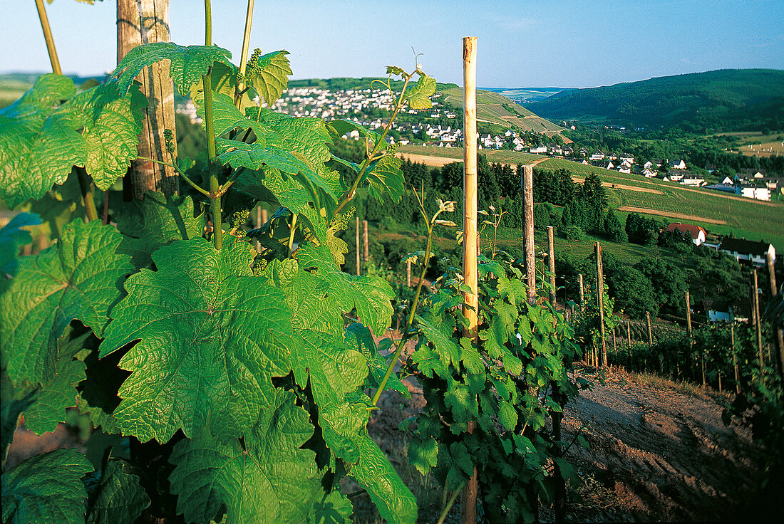 Weinterrassen im Weingebiet Ruwer: Blick auf Mertesdorf