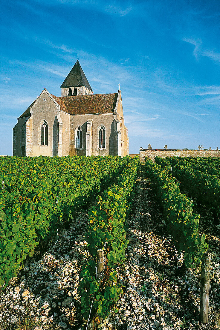 Weingut Appelation Chablis im Burgund