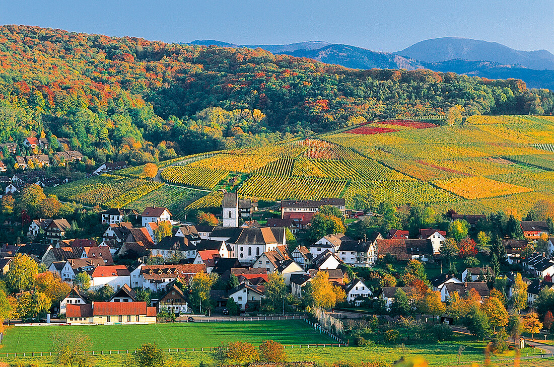 Markgräflerland:  Weindorf Pfaffenweiler in Herbstfarben