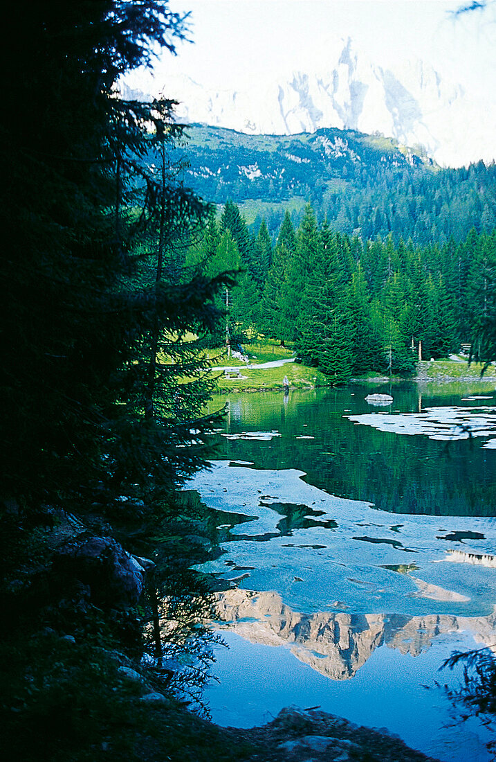 Bach und Nadelwald bei Filzmoos im Salzburger Land