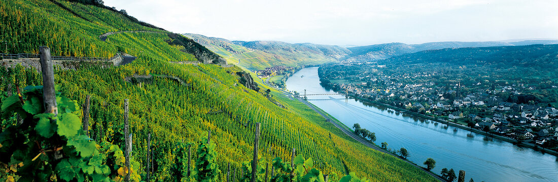 View of famous steep slopes with terraced vineyards in Mosel region, Wehlen