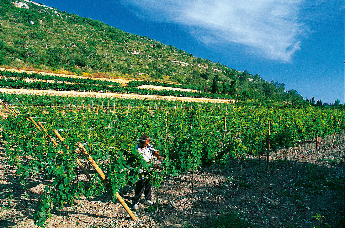 Mallorca: Weinterrassen bei Manacor, ein Arbeiter an einem Rebstock