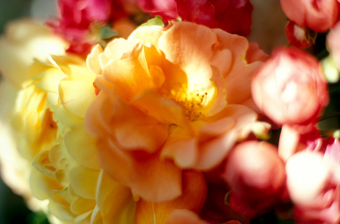 Close-up of red and yellow rose petals