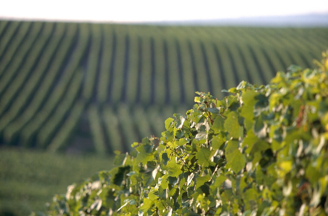 View of Grand Cru vineyards in Champagne