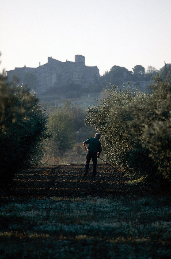 Mann arbeitet in einem Olivenhain, Les Alpilles, Provence