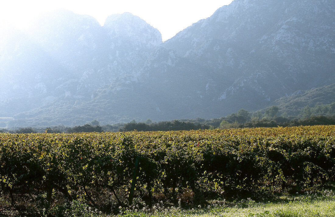 Reblandschaft vor Weinbergen im Nebel, Les Alpilles, Provence