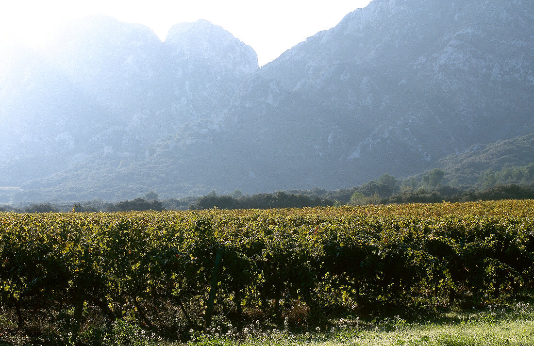 View of vineyards in Alpilles, Provence, France