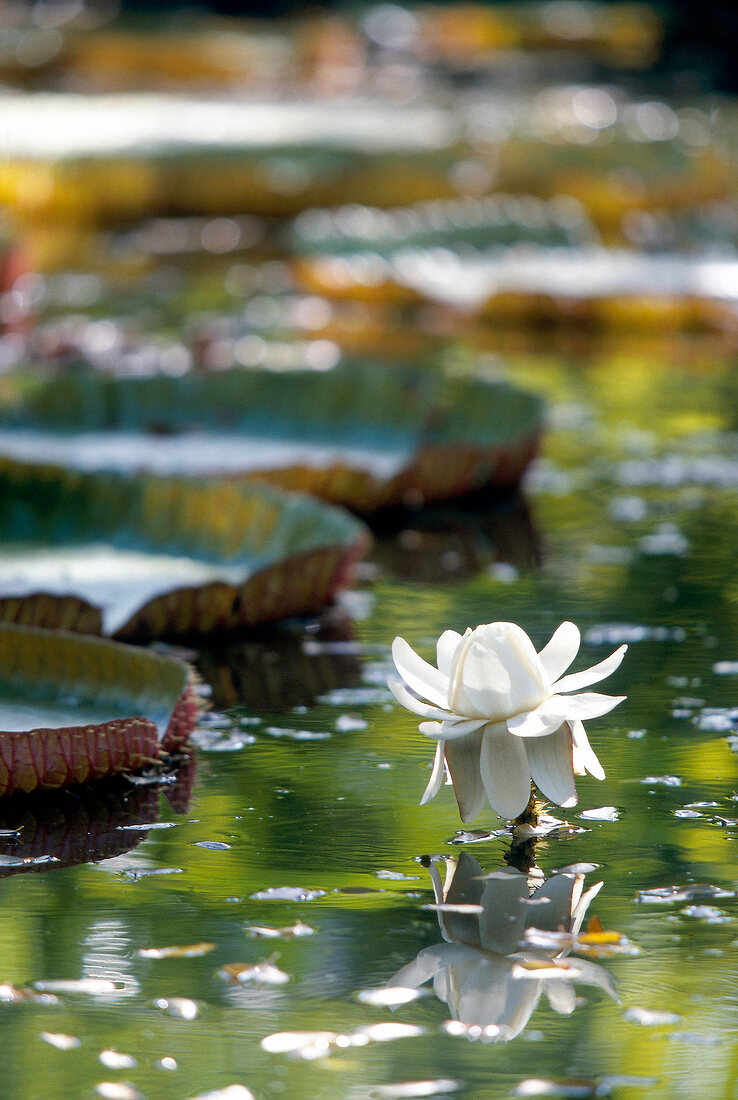 Close-up of white water lily in pond, Mauritius