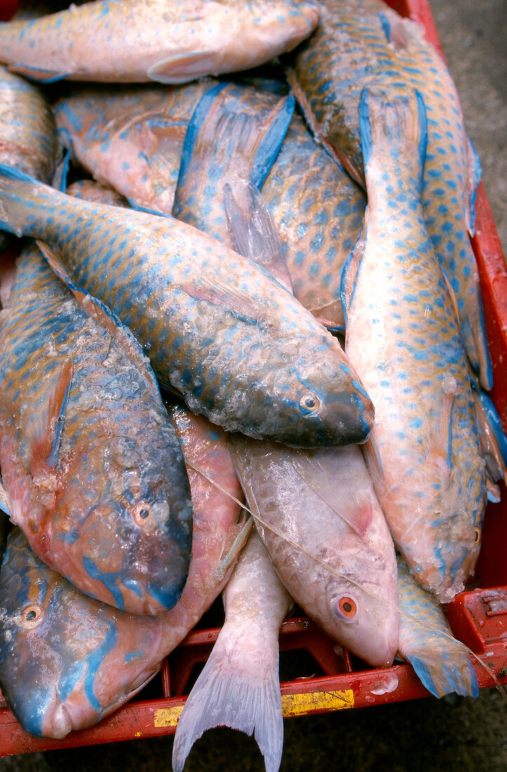 Close-up of fresh fish at Mauritius