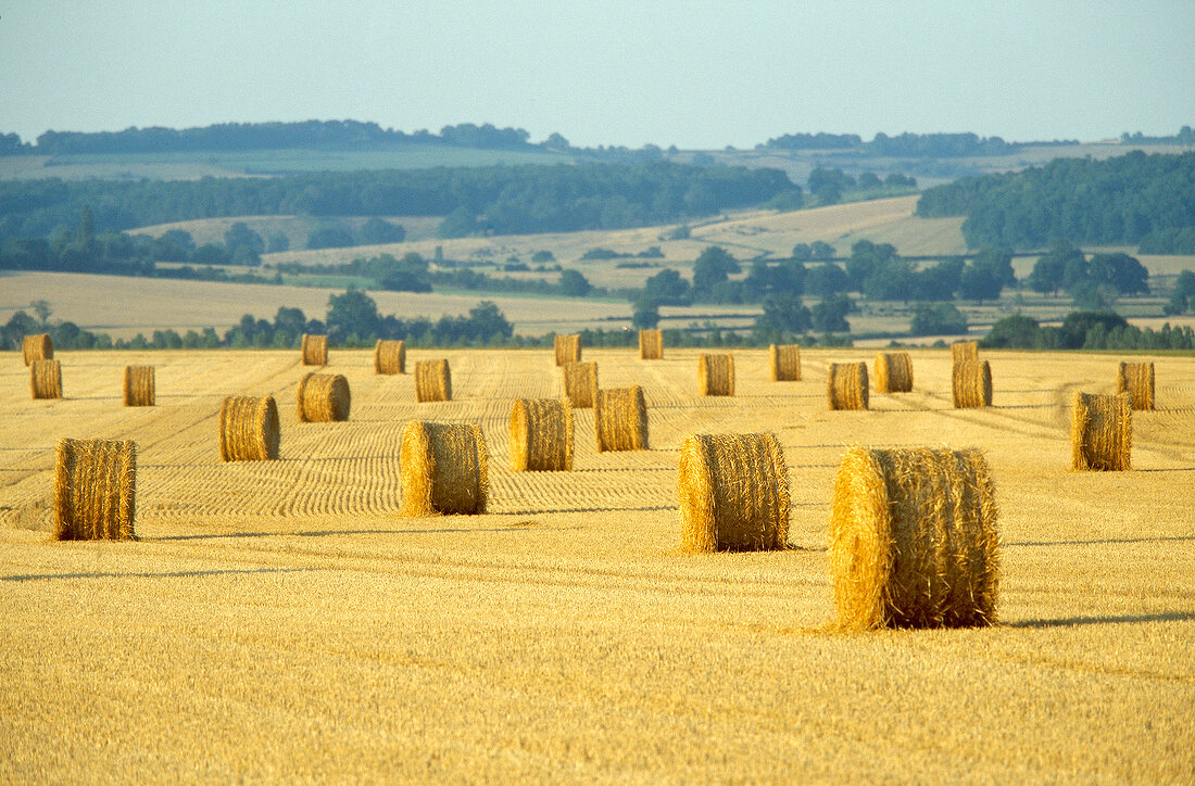 Straw bales on field in Burgundy, France