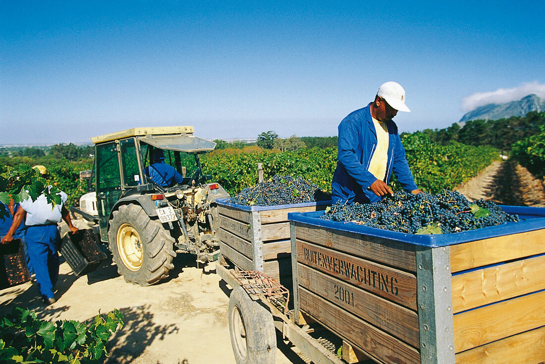 Südafrika: Weinlese im Frühjahr 