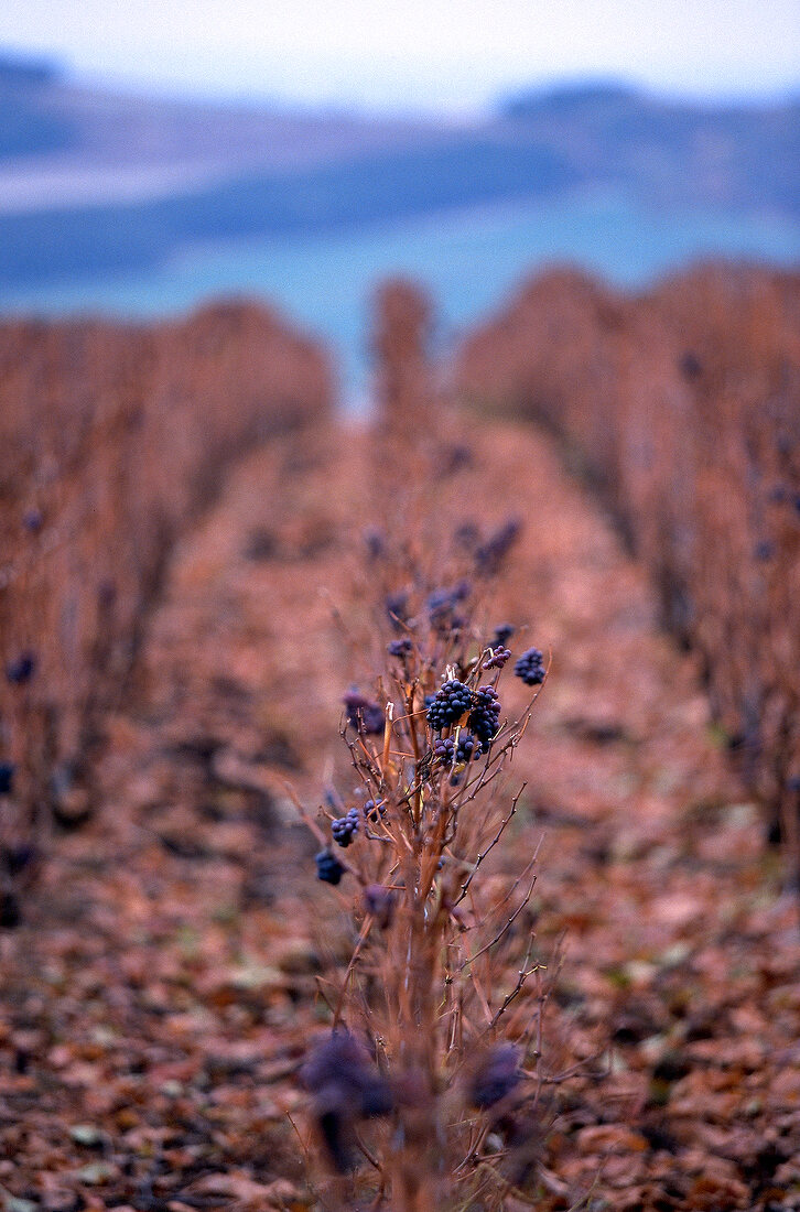 Weinterrassen mit Weinstock in Herbstfarben, Champagne