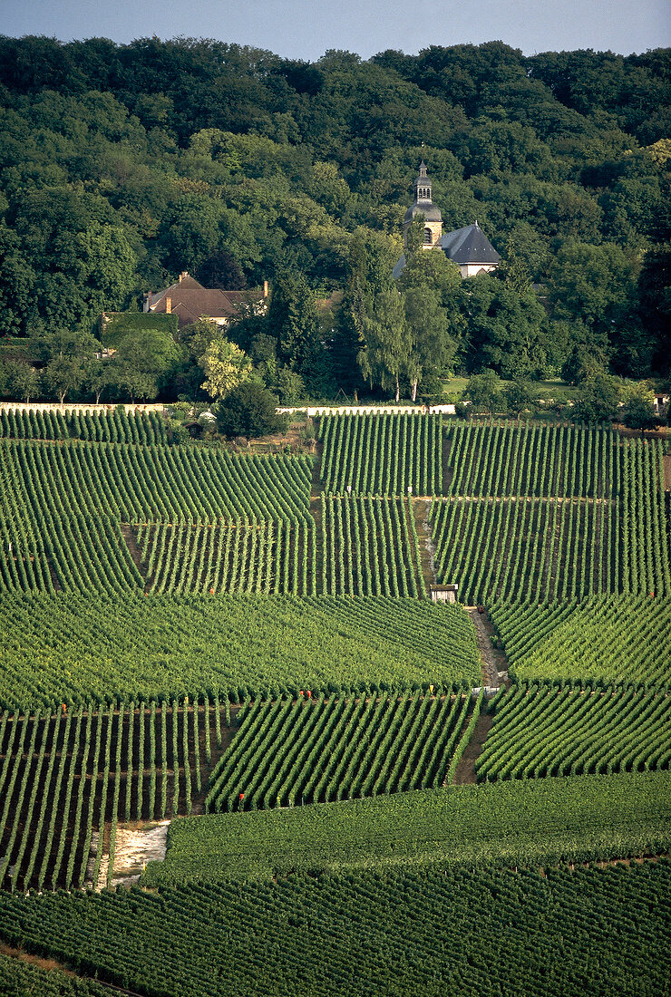 Elevated view of champagne vineyards