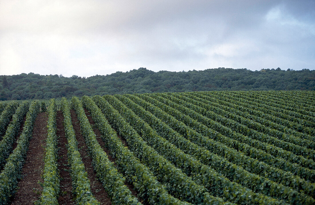 View of vineyards in Champagne, France