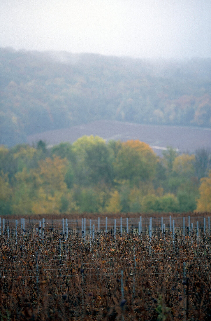 View of autumnal vineyards