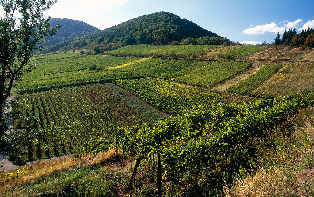 Weinlandschaft in der Pfalz, Kastanienbusch