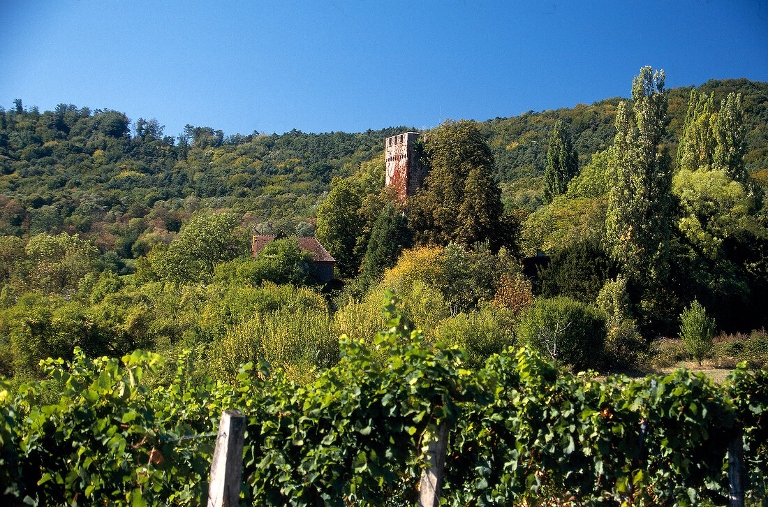 Weinlandschaft in der Pfalz Schweigener Sonnenberg