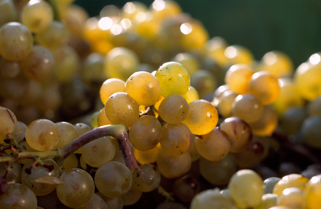 Bunches of Riesling grapes, close-up