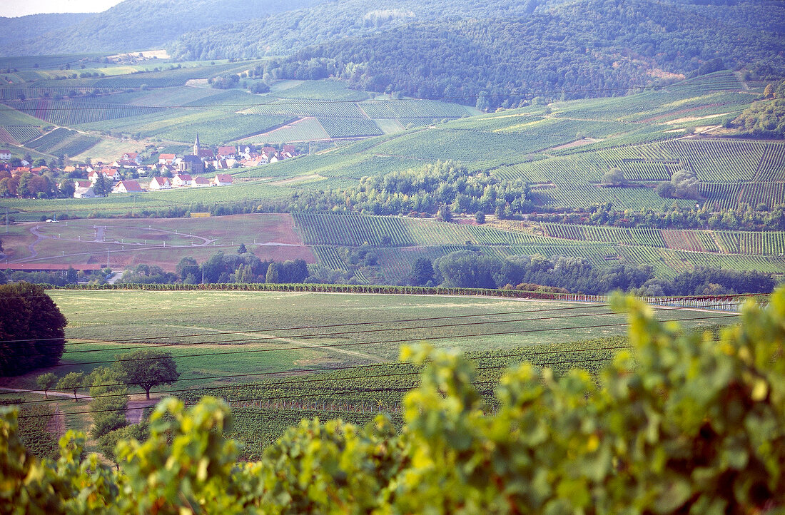 View of vineyards of Palatinate, Bachingen