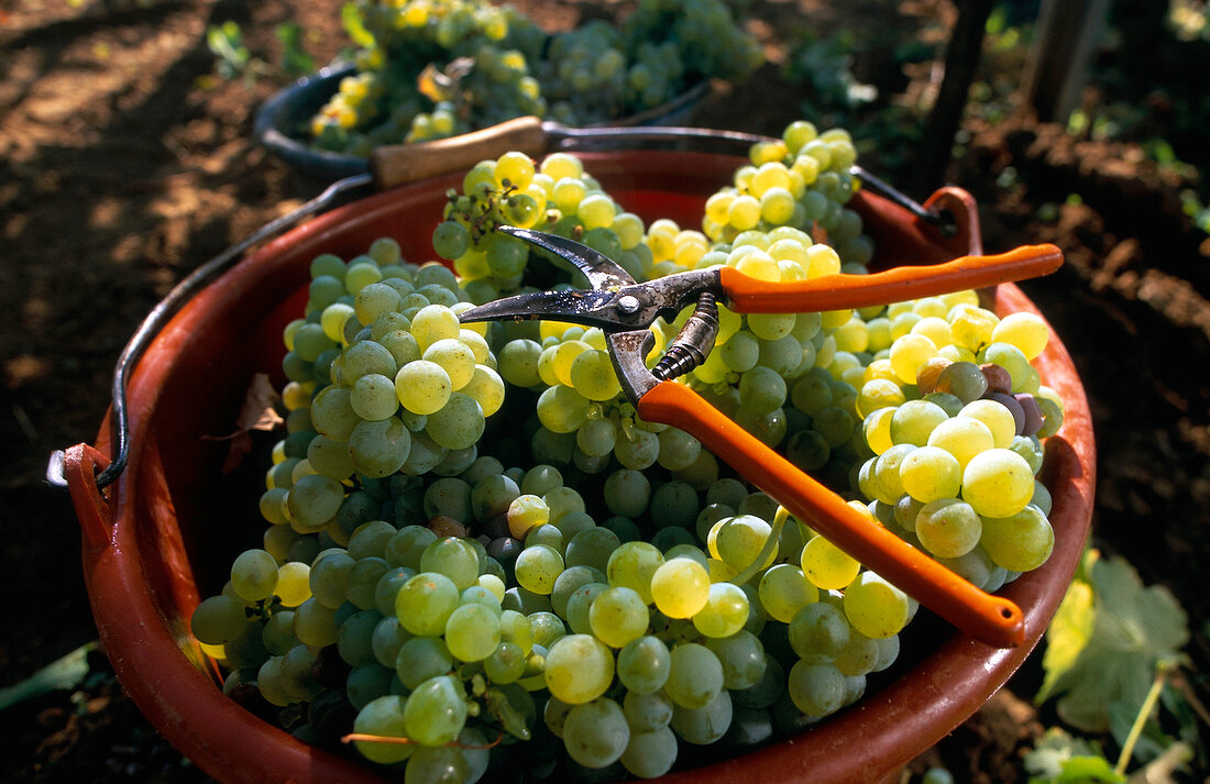 Grüne reife Weintrauben bei Weinlese , mit Scheere in einer Schale