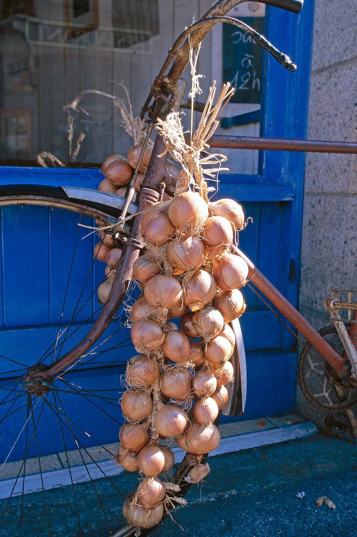 Bunch of onions hanging on an old bicycle, Roscoff, Brittany