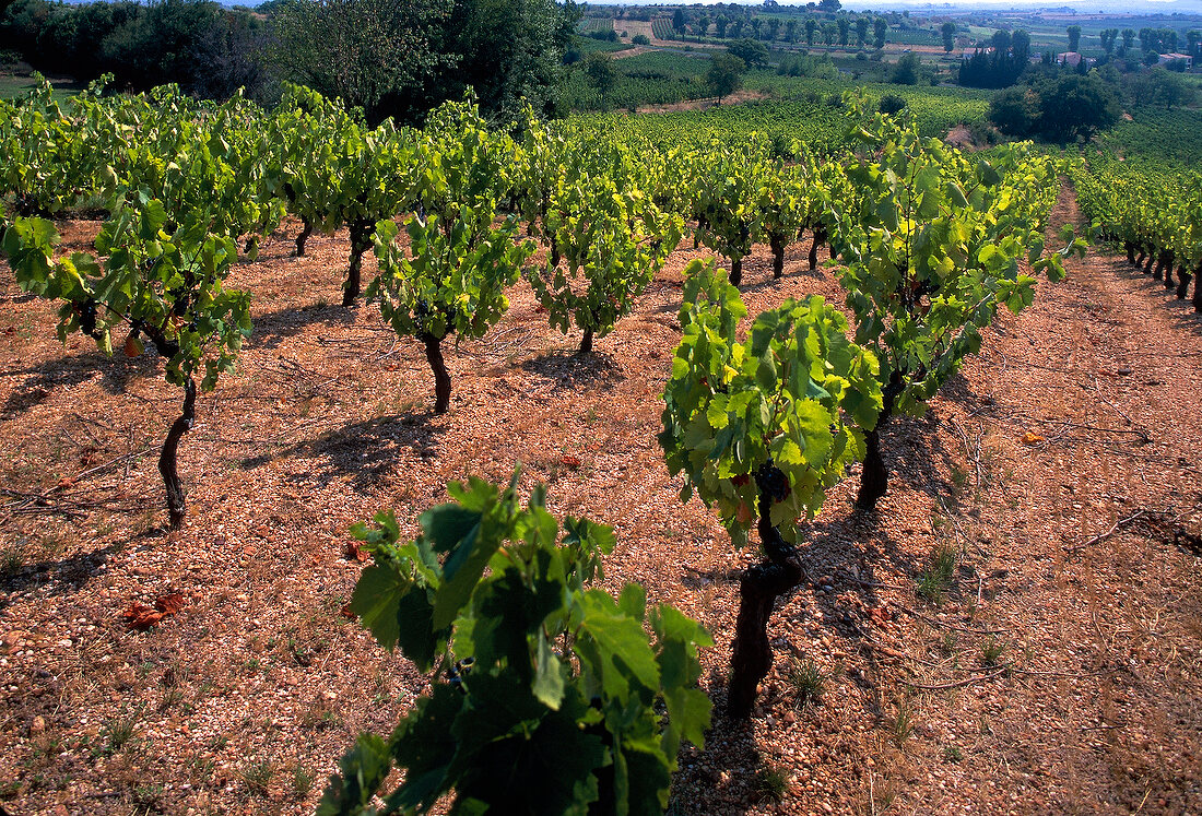 Weinberg im Languedoc X 