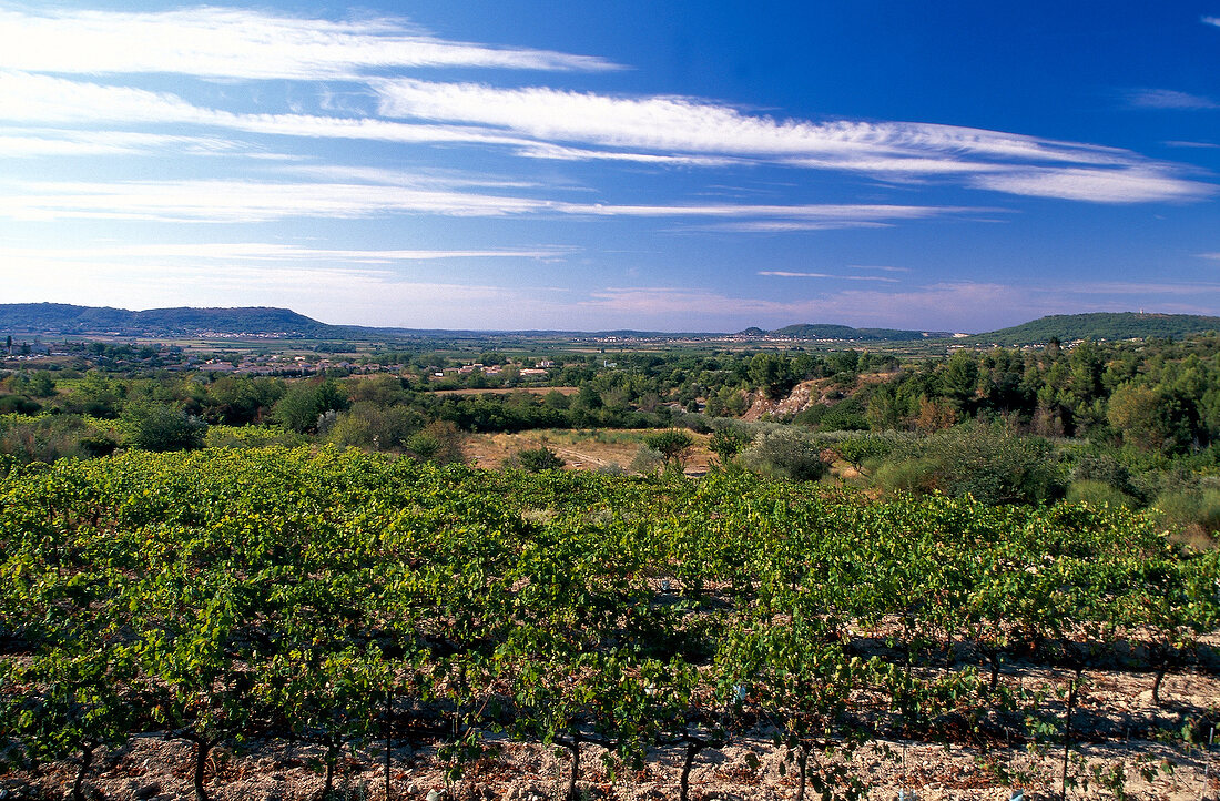 Weinlandschaft im Languedoc X 