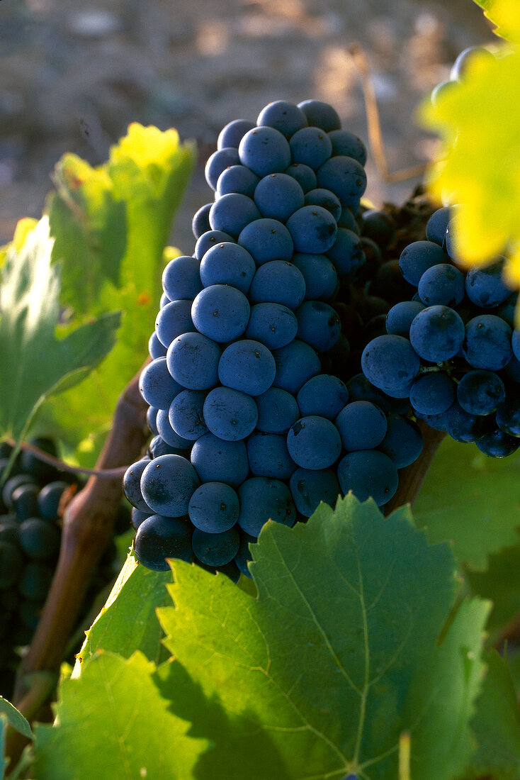 Blaue Weintrauben am Rebstock, Languedoc, ROC D'Anglade