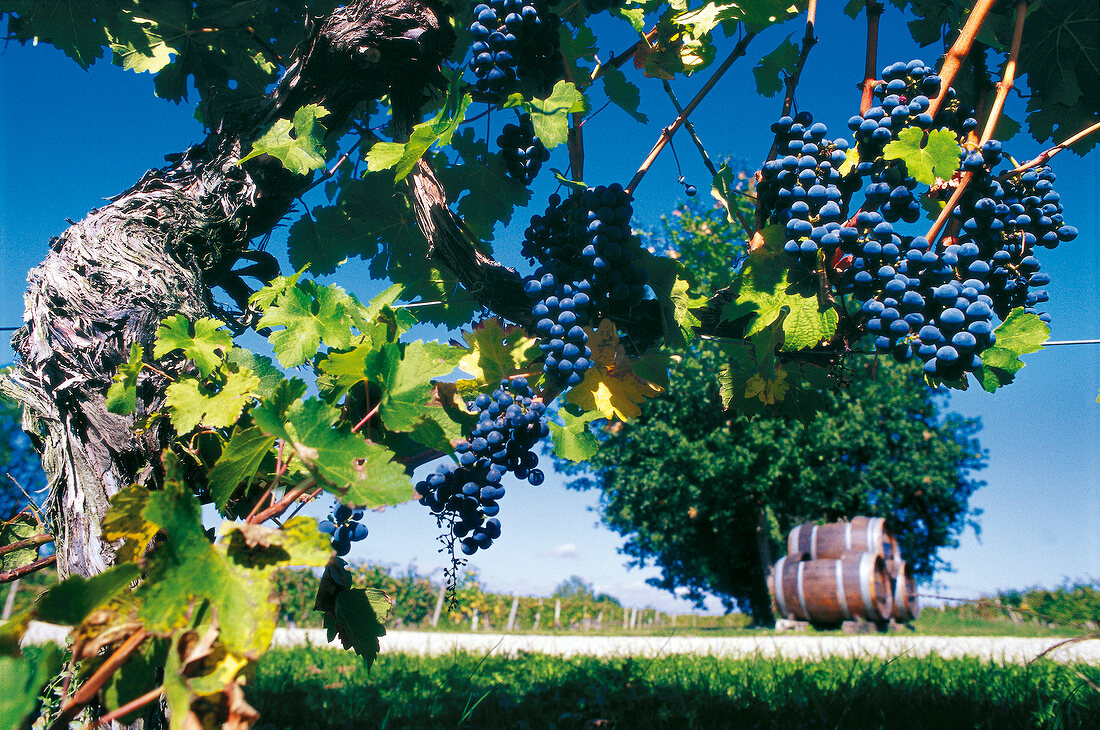 Rebstock mit blauen Weintrauben, Fässer im Hintergrund, Bergerac