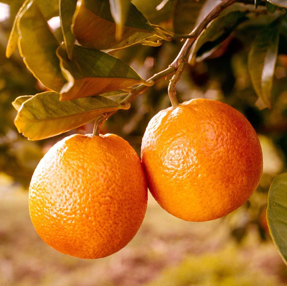 Close-up of two oranges on branch