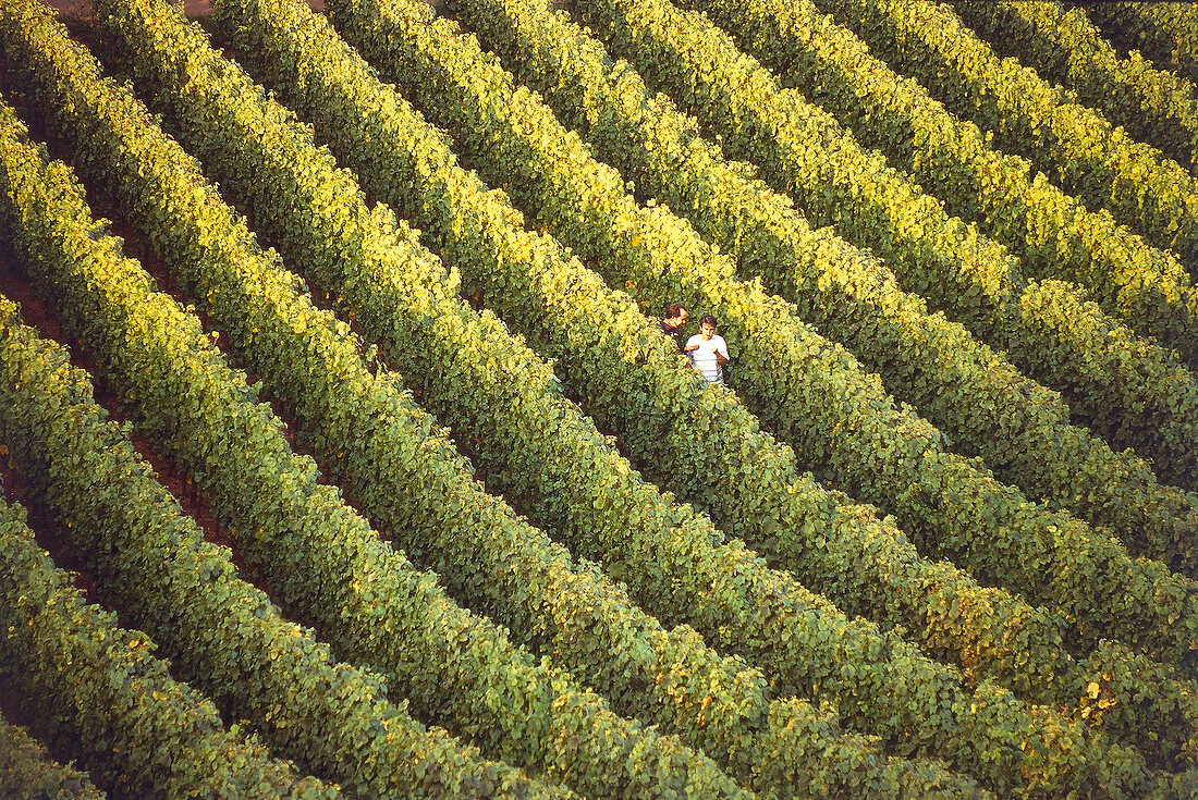 Two people in vineyard, elevated view