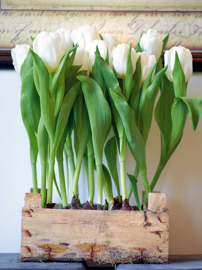 Several white tulips with bulbs planted in wooden box